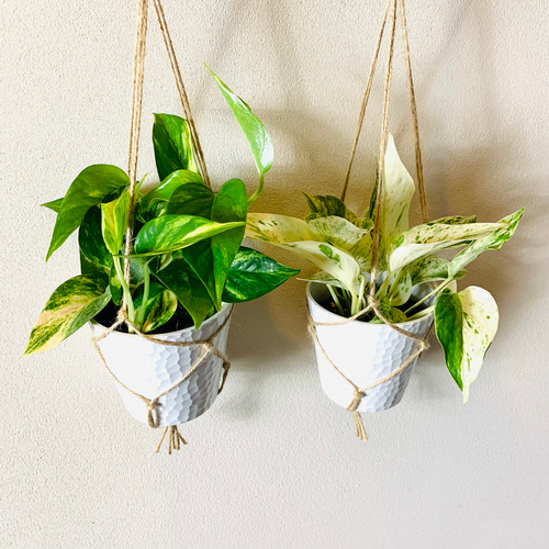 ポトス 2鉢セット 白い鉢 ポトス 2鉢セット 白い鉢