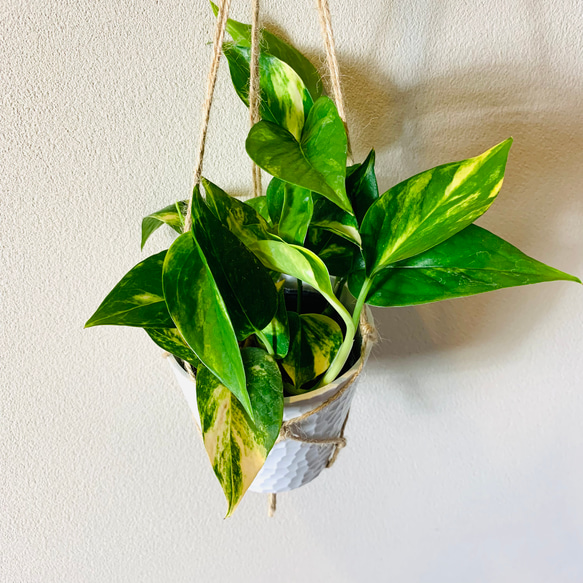 【可愛いセット】シュガーバイン　ポトスゴールデン　4号　ホワイトシェル鉢　ハンギング　壁掛け 観葉植物　インテリア 5枚目の画像