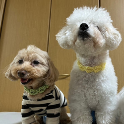 犬用チョーカー 首飾り☆葉っぱ 10枚目の画像