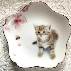 桜と子猫の小皿　その7 1枚目の画像