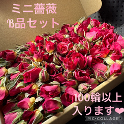 ドライフラワー❇️ミニバラ 長め❣️ ミニミニ薔薇（茎長め）ドライフラワー☆15輪セット+おまけ1輪