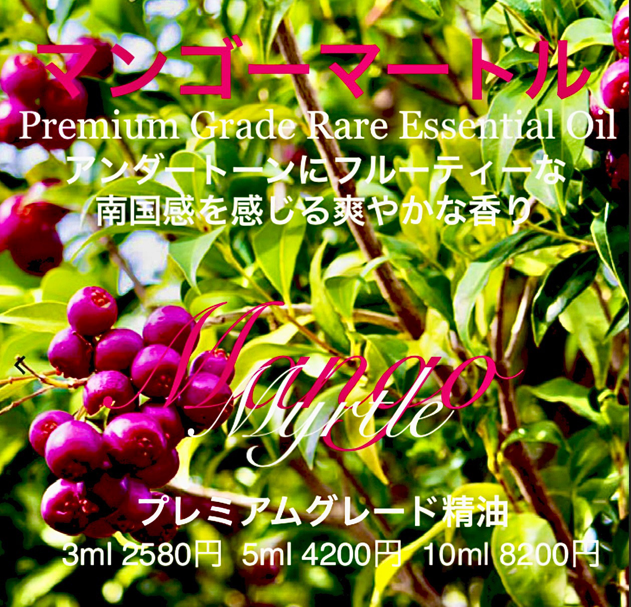 ☆超希少☆マンゴーマートル精油10ml