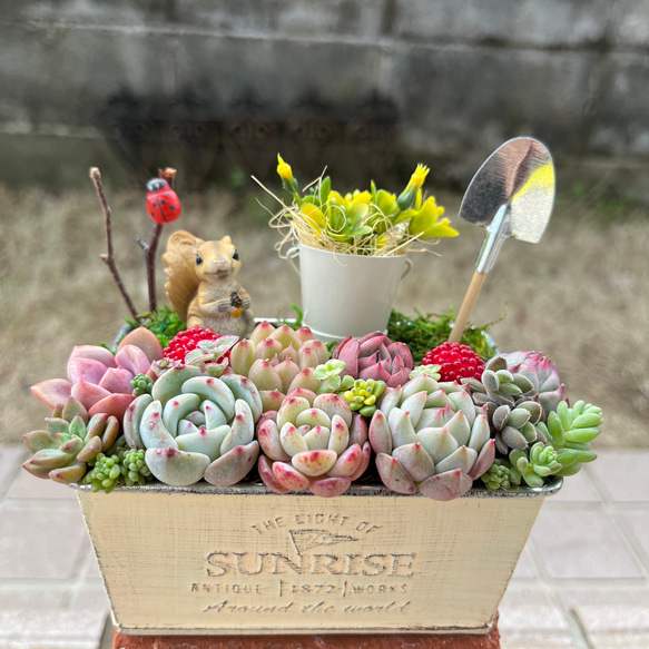 ☆送料無料☆♡そのまま飾れる♡リスちゃんのガーデン♬可愛い多肉植物