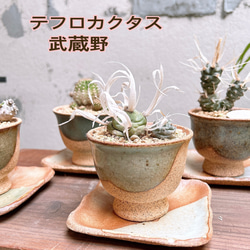 サボテン テフロカクタス 長刺武蔵野 cactus collection 1枚目の画像
