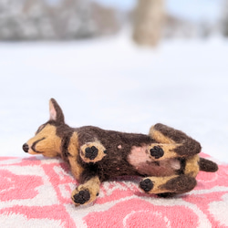 新作【おっとり癒やし系】ミニピン チョコタン 羊毛フェルト犬　ペットロス　プレゼント 8枚目の画像