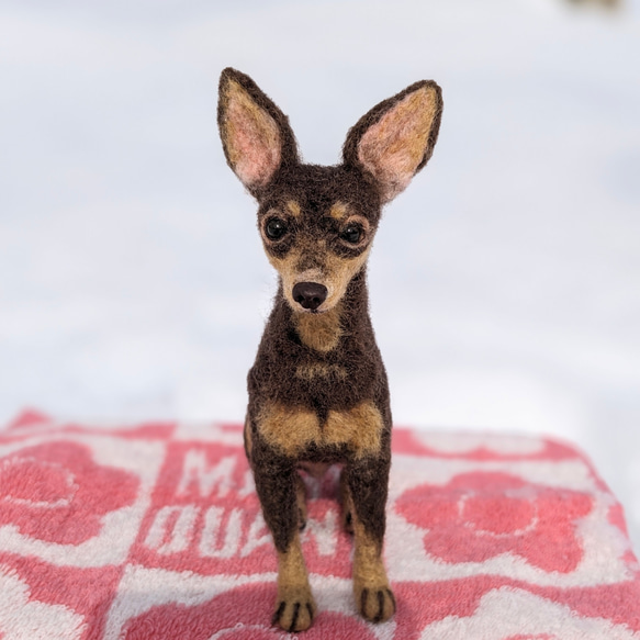 新作【おっとり癒やし系】ミニピン チョコタン 羊毛フェルト犬　ペットロス　プレゼント 2枚目の画像