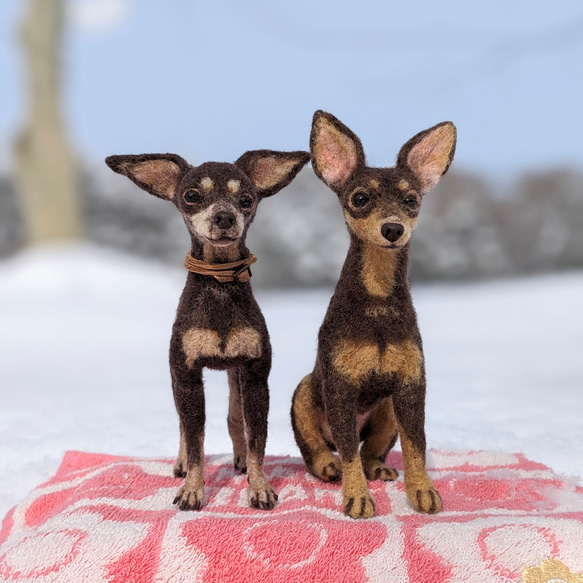 新作【おっとり癒やし系】ミニピン チョコタン 羊毛フェルト犬　ペットロス　プレゼント 5枚目の画像