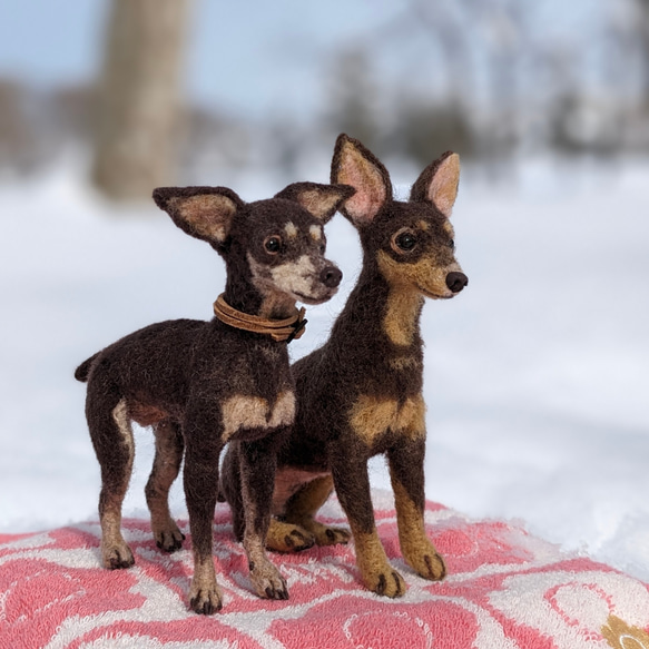 新作【おっとり癒やし系】ミニピン チョコタン 羊毛フェルト犬　ペットロス　プレゼント 4枚目の画像
