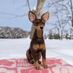 新作【おっとり癒やし系】ミニピン チョコタン 羊毛フェルト犬　ペットロス　プレゼント 3枚目の画像