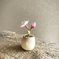 8458.bud 粘土の鉢植え 桜 2枚目の画像