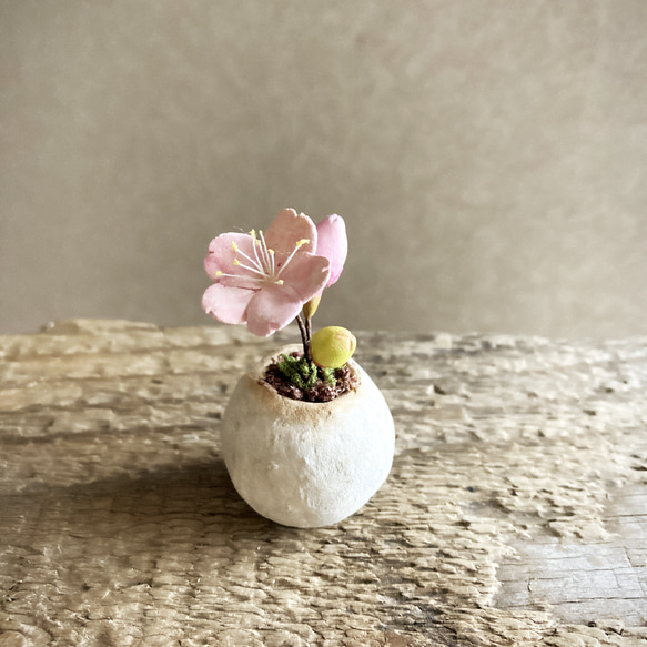 8460.bud 粘土の鉢植え 桜 3枚目の画像
