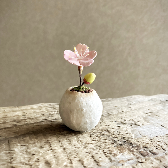8460.bud 粘土の鉢植え 桜 4枚目の画像