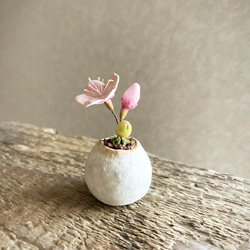 8460.bud 粘土の鉢植え 桜 2枚目の画像