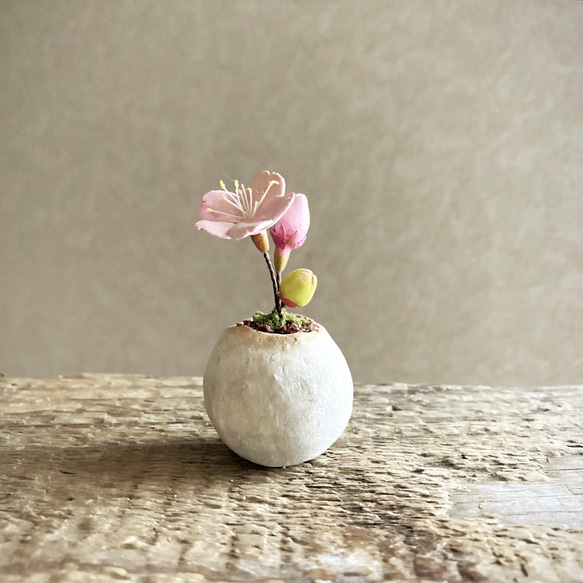 8460.bud 粘土の鉢植え 桜 1枚目の画像