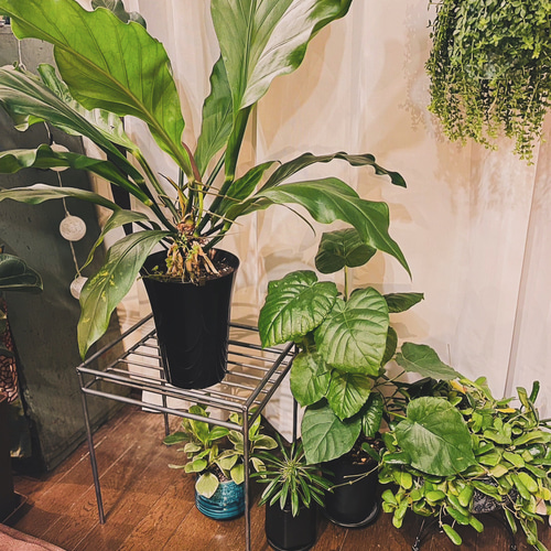 植物棚 オーダーメイド