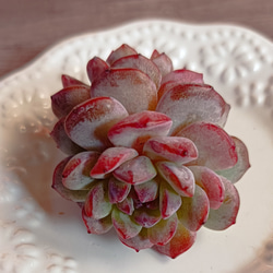 Red snow　多肉植物 2枚目の画像