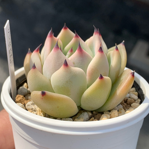 上質で快適 人気レア品種！☆リンゼアナ×ざわわ 国産 自家栽培 多肉植物 その他多肉植物