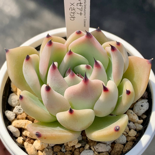 人気レア品種！☆リンゼアナ×ざわわ 多肉植物 自家栽培 国産 多肉植物