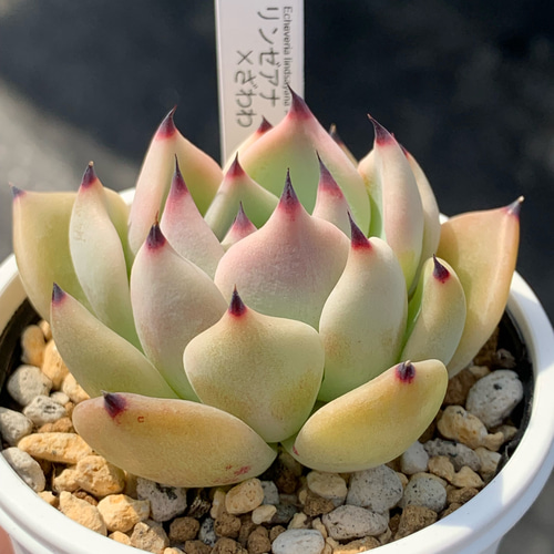 人気レア品種！☆リンゼアナ×ざわわ 多肉植物 自家栽培 国産