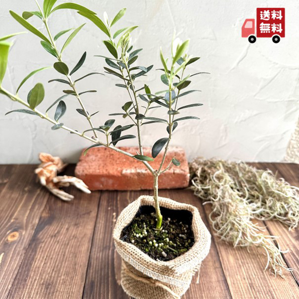 オリーブ　ガーデニング　苗木 オリーブ　ガーデニング　苗木