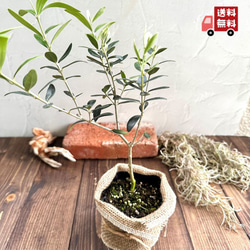 オリーブの木』伝説の木☆苗☆繁栄と平和☆ガーデニング☆インテリア