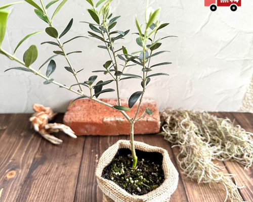 直接引取り限定】オリーブの木　植木　木　ガーデニング　観葉植物 オリーブの木 とガーデニングセットGY (造花 人工観葉植物 インテリア