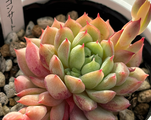 レア品種！☆ラストコンサート 多肉植物 自家栽培 国産 多肉植物 美