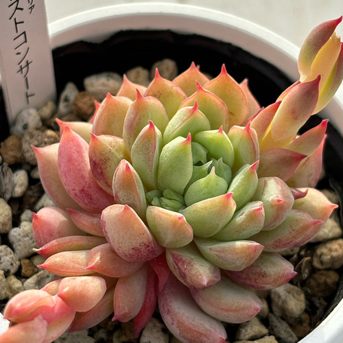 レア品種！☆ラストコンサート 多肉植物 自家栽培 国産 多肉植物 美