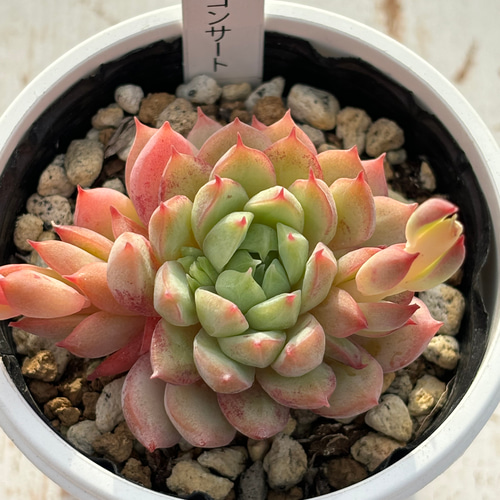 レア品種！☆ラストコンサート 多肉植物 自家栽培 国産 多肉植物 美