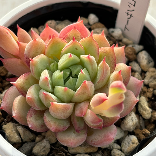 レア品種！☆ラストコンサート 多肉植物 自家栽培 国産 多肉植物 美