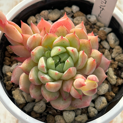 レア品種！☆ラストコンサート 多肉植物 自家栽培 国産 多肉植物 美