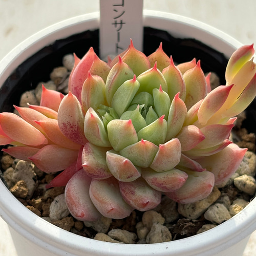 ラスト！写真2-4枚目　エンコリリウム ペディセラツム　多肉植物 ラスト！写真2-4枚目 エンコリリウム ペディセラツム 多肉植物 ラスト