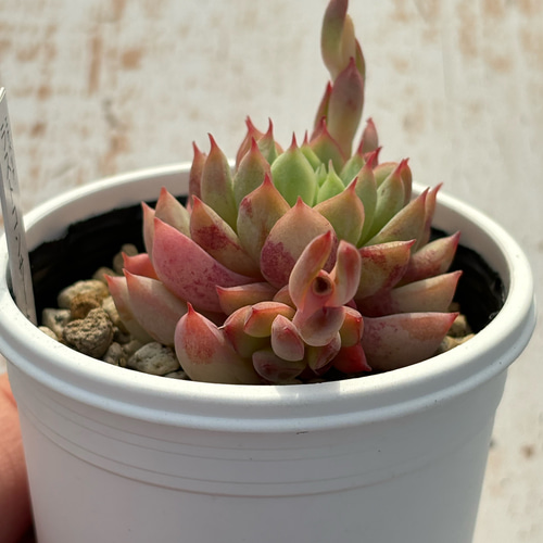 多肉植物  レア品種 Let's Be 多肉植物 レア品種 Let's Be