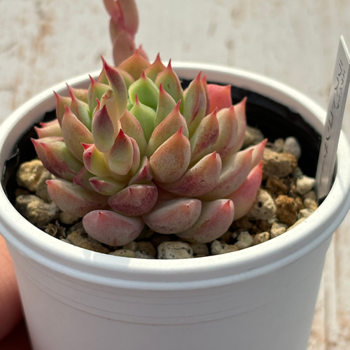 レア品種！☆ラストコンサート 多肉植物 自家栽培 国産 多肉植物 美