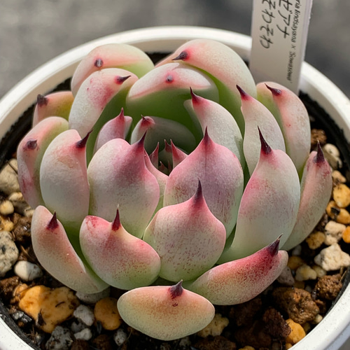 人気レア品種！☆リンゼアナ×そわそわ 多肉植物 自家栽培 国産 多肉