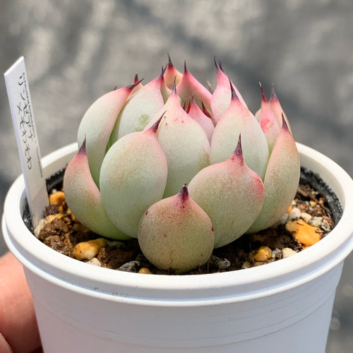 人気レア品種！☆リンゼアナ×そわそわ 多肉植物 自家栽培 国産 多肉