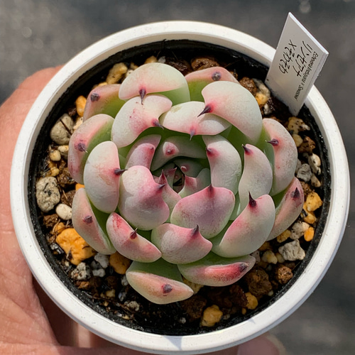 人気レア品種！☆リンゼアナ×そわそわ 多肉植物 自家栽培 国産 多肉