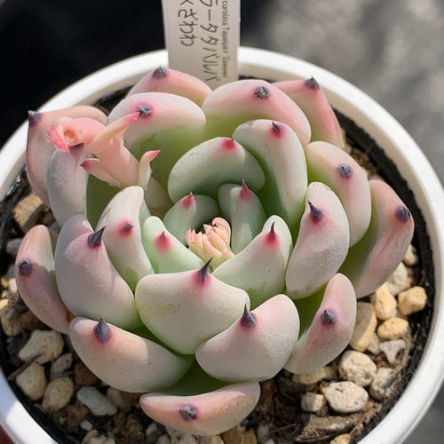 人気レア品種！☆コロラータタパルパ×ざわわ 多肉植物 自家栽培 国産