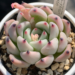 人気レア品種！☆コロラータタパルパ×ざわわ 多肉植物 自家栽培 国産