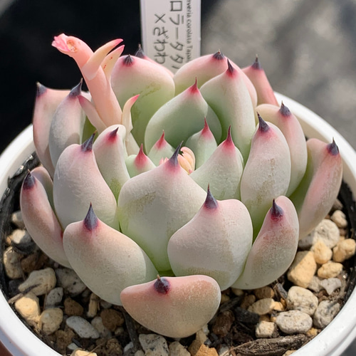 人気レア品種！☆コロラータタパルパ×ざわわ 多肉植物 自家栽培 国産