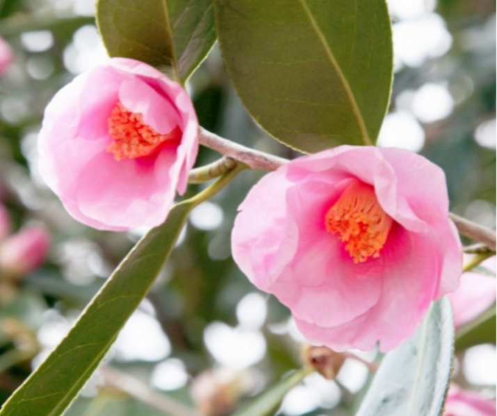 昭和レトロ　椿の花柄の黄色いナツメ