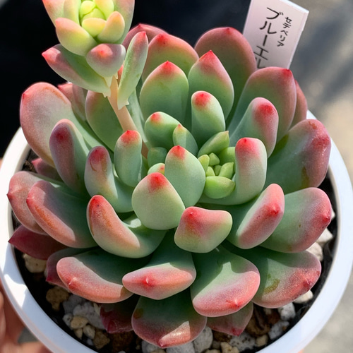 人気品種！☆ブルーエルフ 多肉植物 自家栽培 国産 多肉植物 美