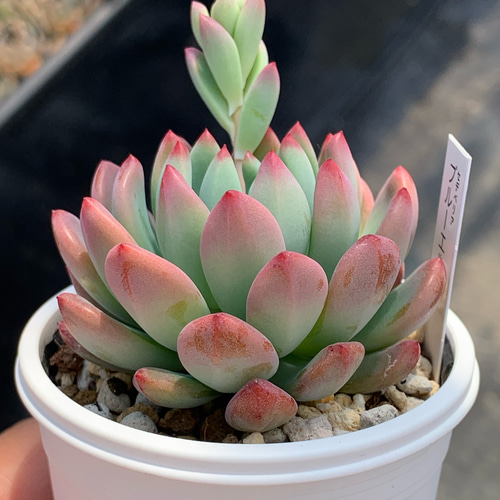 人気品種！☆ブルーエルフ 多肉植物 自家栽培 国産 多肉植物 美