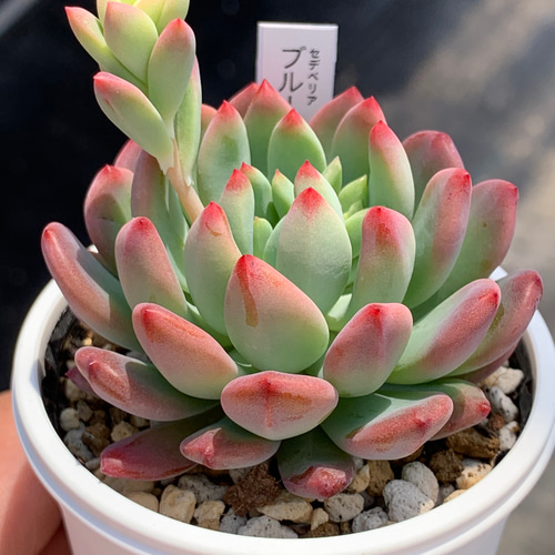 人気品種！☆ブルーエルフ 多肉植物 自家栽培 国産 多肉植物 美