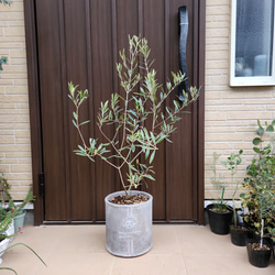 オリーブの木　ネバディロブランコ　　お洒落テラコッタ鉢植え　苗　シンボルツリー 1枚目の画像