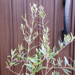 オリーブの木　ネバディロブランコ　　お洒落テラコッタ鉢植え　苗　シンボルツリー 4枚目の画像