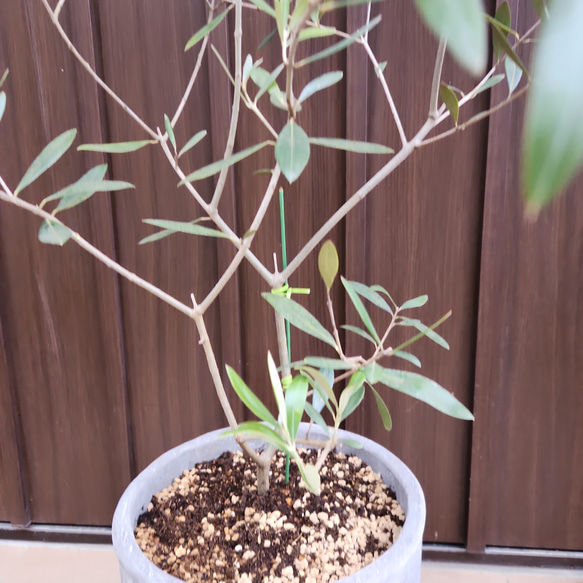 オリーブの木　ネバディロブランコ　　お洒落テラコッタ鉢植え　苗　シンボルツリー 3枚目の画像