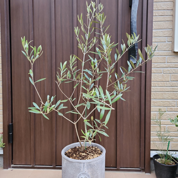 オリーブの木　ネバディロブランコ　　お洒落テラコッタ鉢植え　苗　シンボルツリー 5枚目の画像