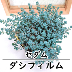 パープルクリスタル (抜き苗)【エケベリア】多肉植物 多肉植物