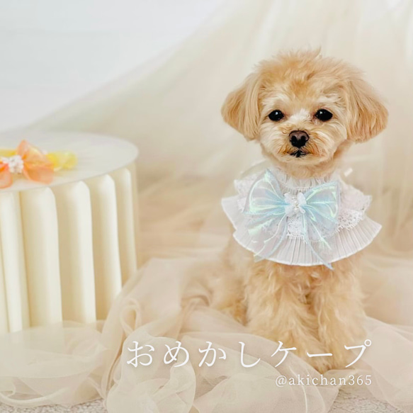 おめかし3wayケープ【Spring Color】（誕生日、つけ襟、スタイ、犬、猫、うさぎ、バースデー、バレンタイン 1枚目の画像